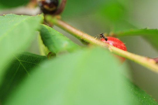 樱桃和蚂蚁