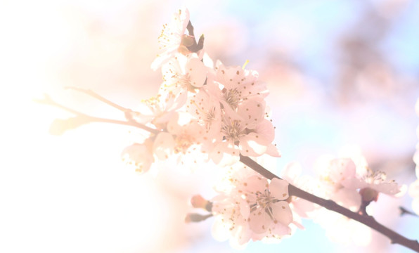 逆光唯美梅花
