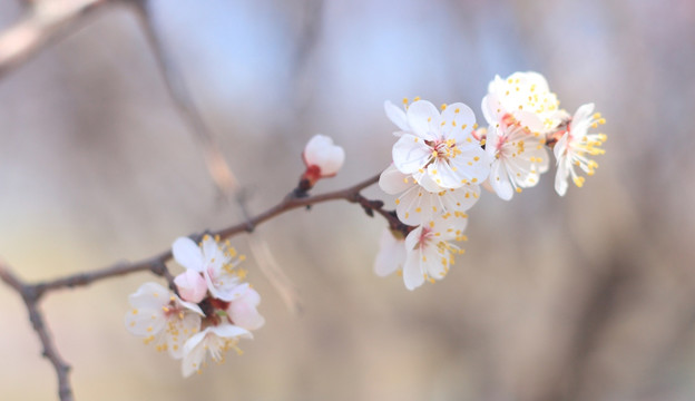 梅花