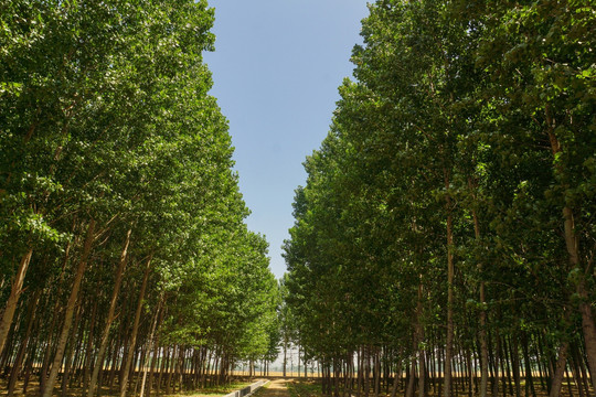 杨树林