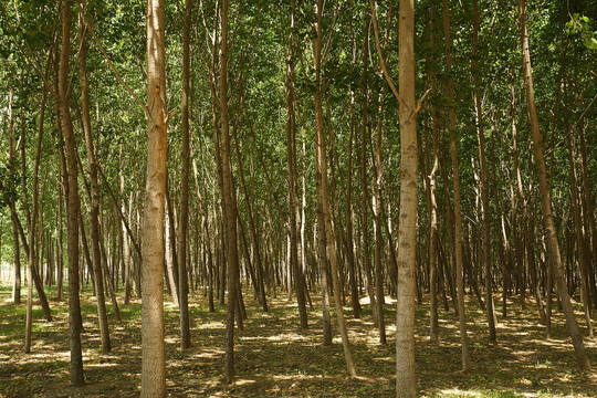 树林杨树林