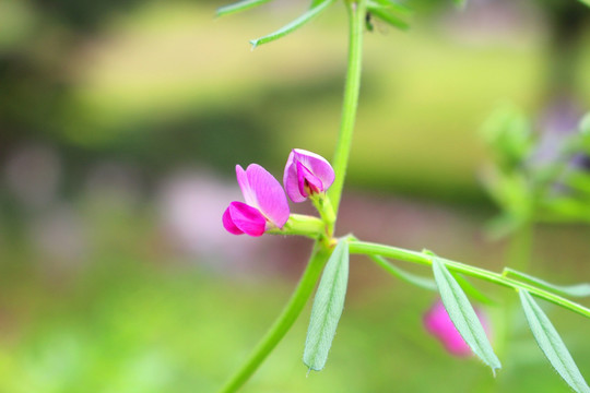 救荒豌豆花