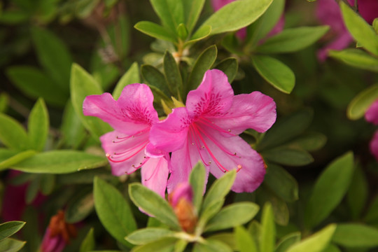 喇叭花 牵牛花