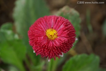 小红菊花