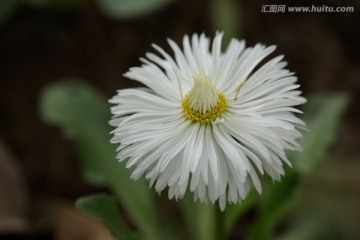 小白菊花