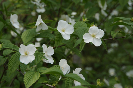 小白花