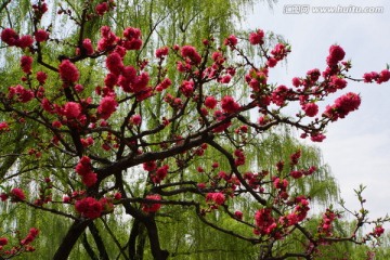 宝鸡植物园樱花