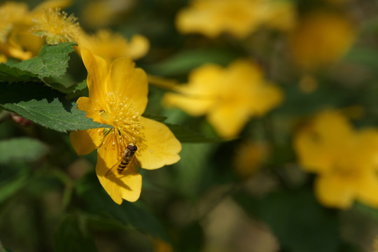 小黄花