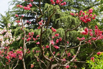 关山樱花