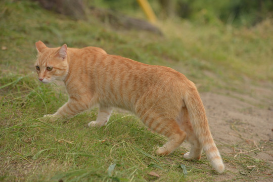 猫的小路