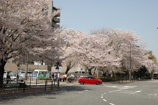日本东京樱花