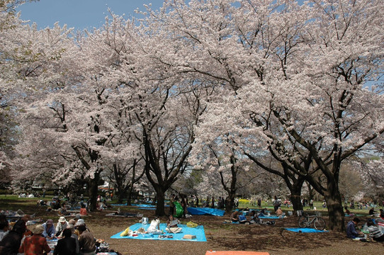 小金井公园