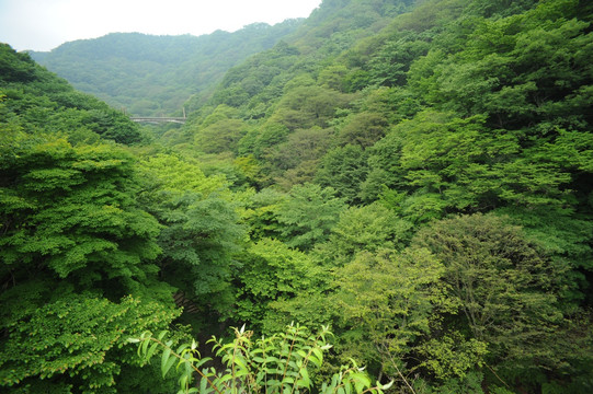 深林