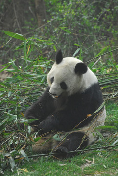 大熊猫繁育研究基地熊猫