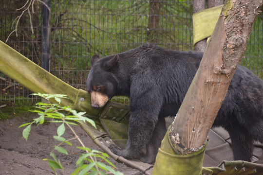 阿拉斯加动物园黑熊