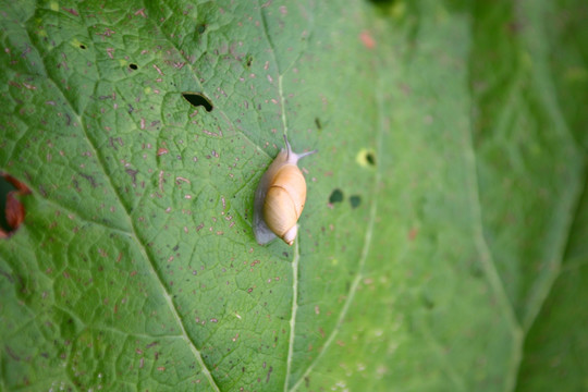 绿叶 蜗牛