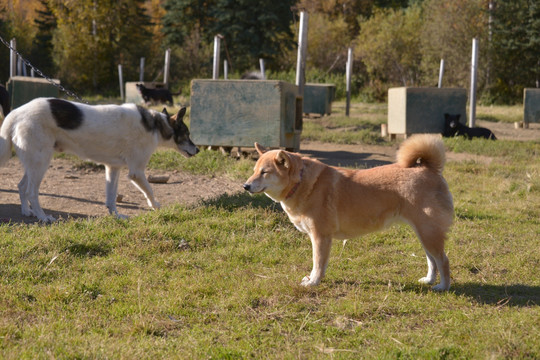 柴犬