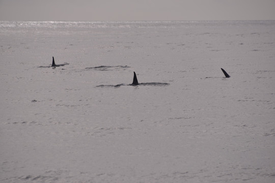 西沃德基奈峡湾游动物杀手鲸