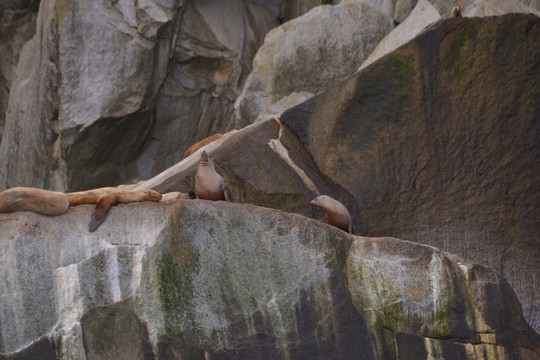 西沃德基奈峡湾游动物海狮