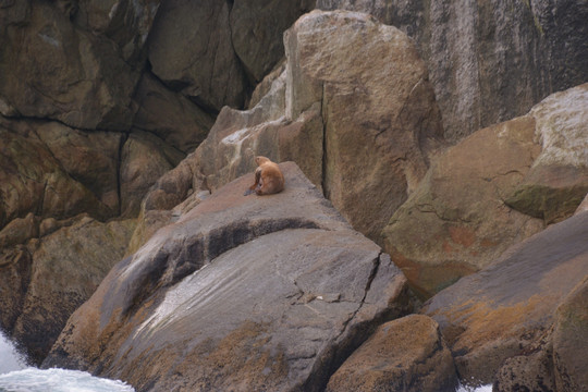 西沃德基奈峡湾游动物海狮
