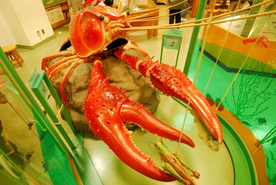 琵琶湖博物馆  龙虾