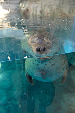 京都水族馆