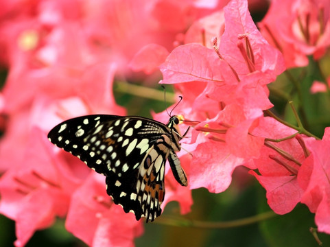 蝶恋花