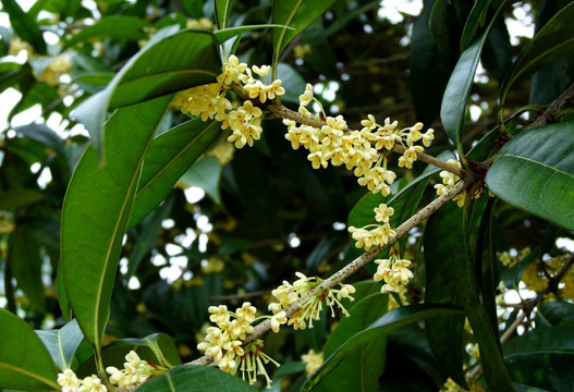 桂花 银桂 花枝 桂花树