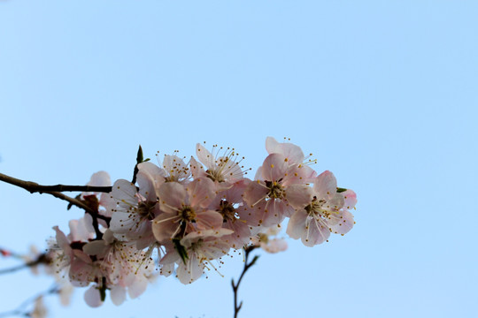 桃红柳绿 花卉 花树