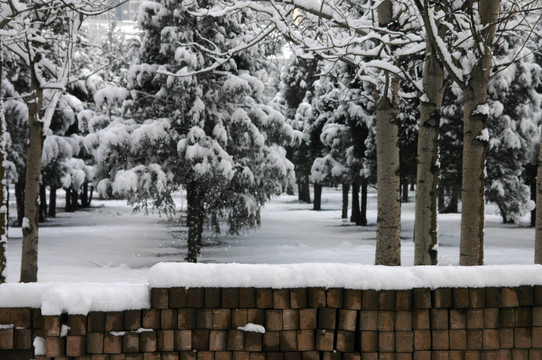 树林雪景