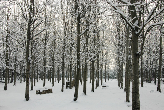 树林雪景