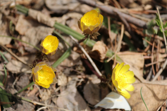 冰凌花