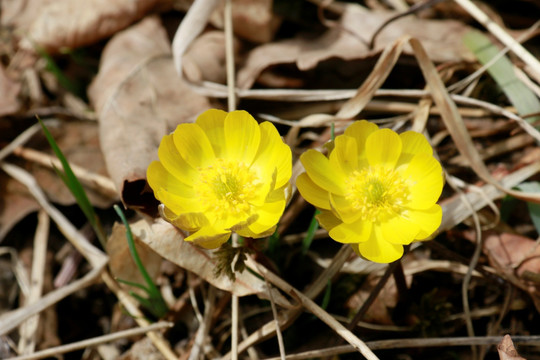 冰凌花