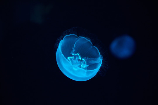 京都水族馆