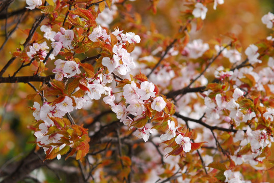 八幡平国立公园 樱花