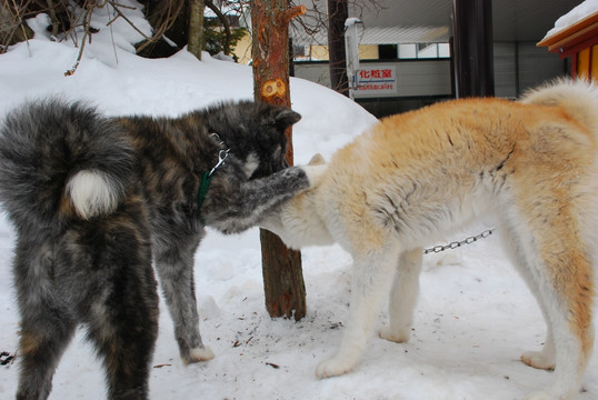 秋田犬