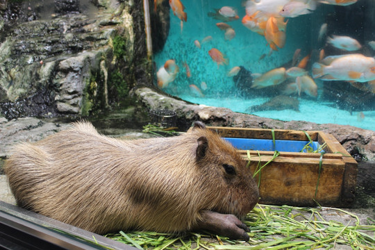 鸟羽水族馆