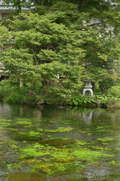 日本浅间神社池塘
