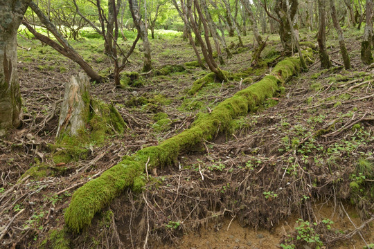 苔藓