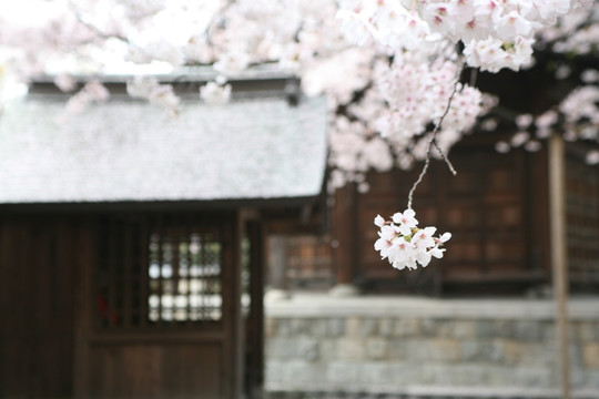 日本东长寺