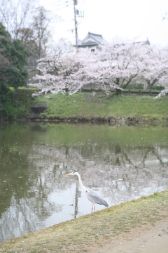 舞鹤公园樱花