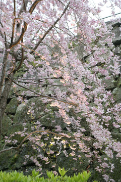 舞鹤公园樱花