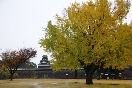 熊本城银杏