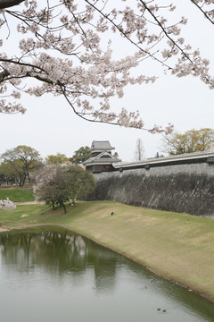 熊樱花本城