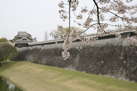 熊本城樱花