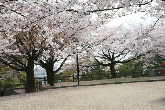 熊本城樱花