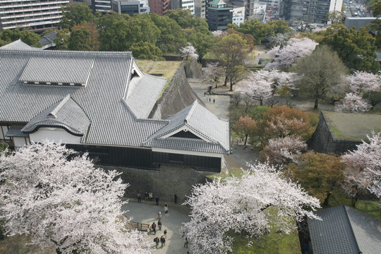 熊本城樱花