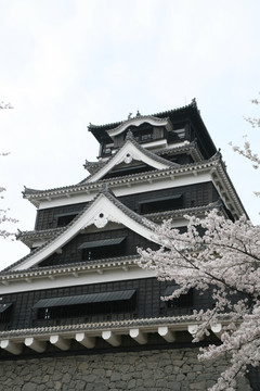 熊本城樱花