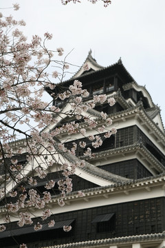 熊本城樱花