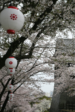 熊本城樱花